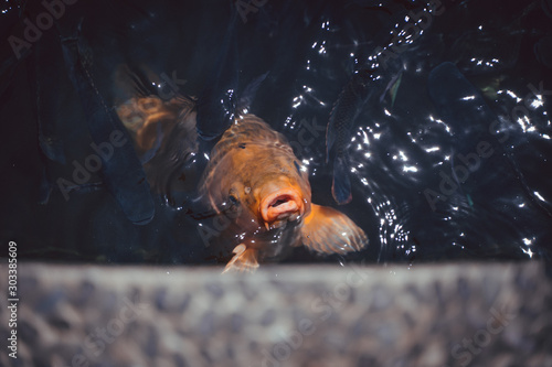 Karpfen Fisch im Wasser
