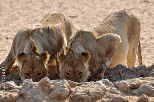 Cuadro en lienzo A pair of lions drinking at a waterhole in the desert