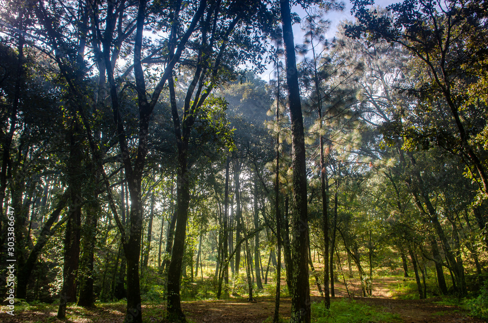 bosque arboles contraluz