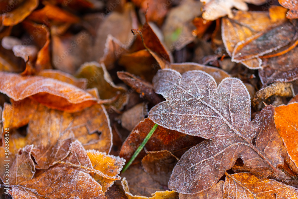 Light dew on autumn leaves with beautiful brown colors Light dew on autumn leaves with beautiful brown colors