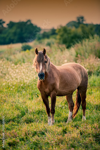 Domestic Horse Stands on Pasture in the Evening. © APHOTOSTUDIO