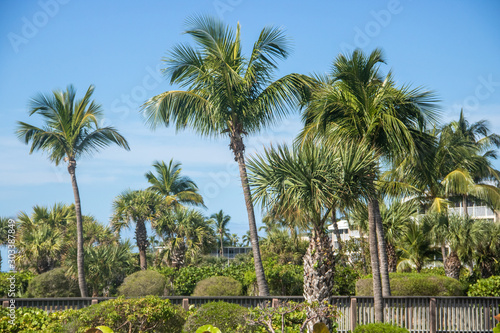 Palmen in Florida © Boris