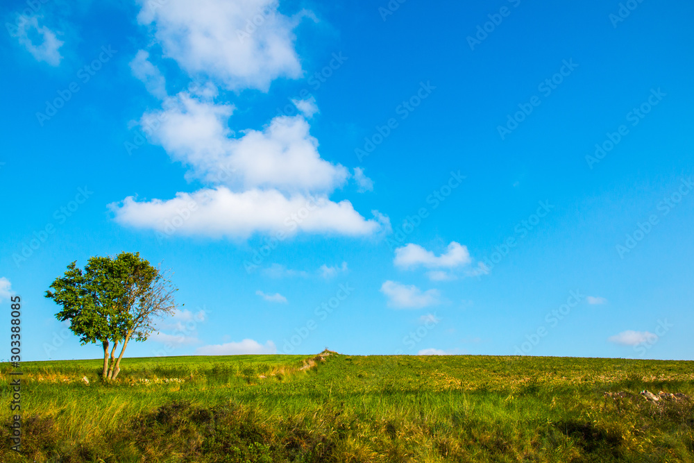 Rural landscape with green cultivations, blue sky and singol tree, south italy Rural landscape with green cultivations, blue sky and singol tree, south italy