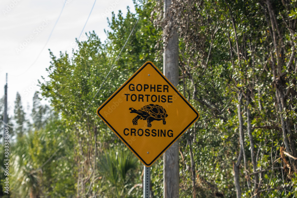Schildkröte kreuzt die Straße