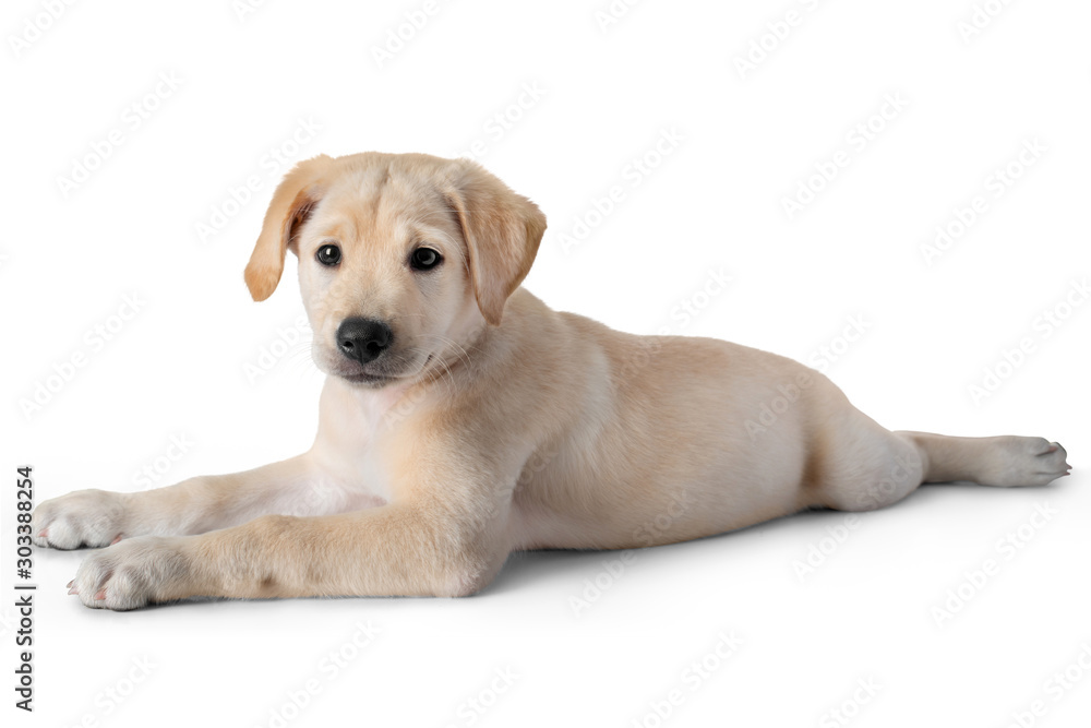 Puppy Yellow Labrador Retriever lay down- two months old- isolated on white background Puppy Yellow Labrador Retriever lay down- two months old- isolated on white background
