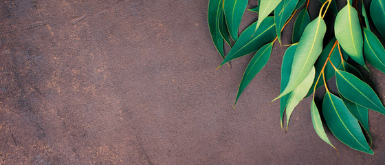 Branches of fresh eucalyptus on the textured brown table