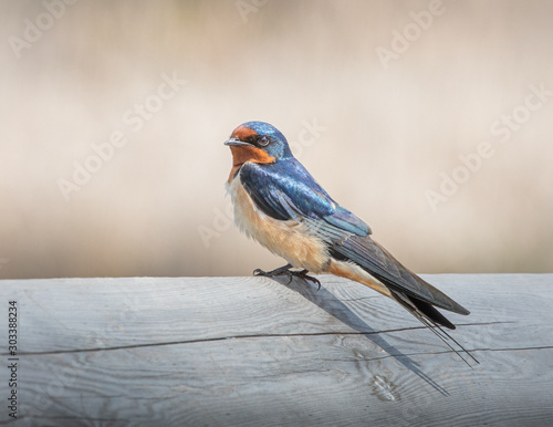 American White-Bellied Barn Swallow
