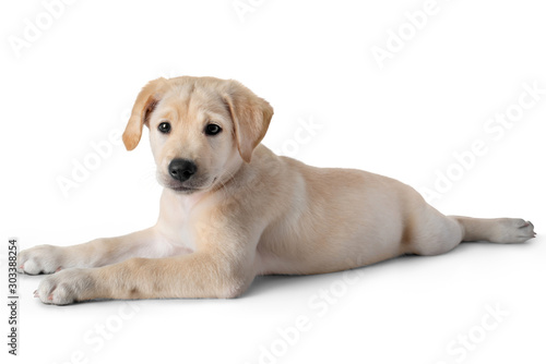 Puppy Yellow Labrador Retriever lay down- two months old- isolated on white background