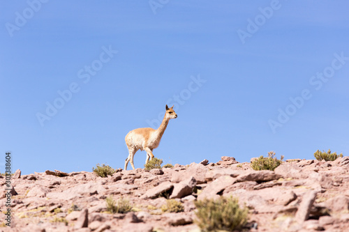 A lonely guanaco walking on the rocks