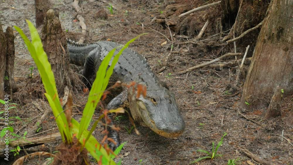 Large Fresh Water Alligator In A Florida Slough Marsh Walking Towards Camera Large Fresh Water Alligator In A Florida Slough Marsh Walking Towards Camera