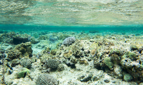 A coral reef scene