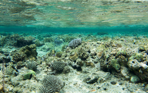 A coral reef scene