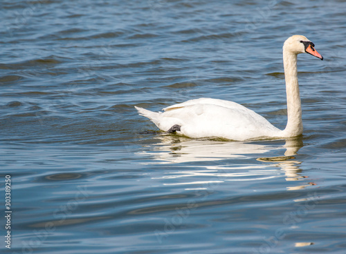 Swan on blue lake