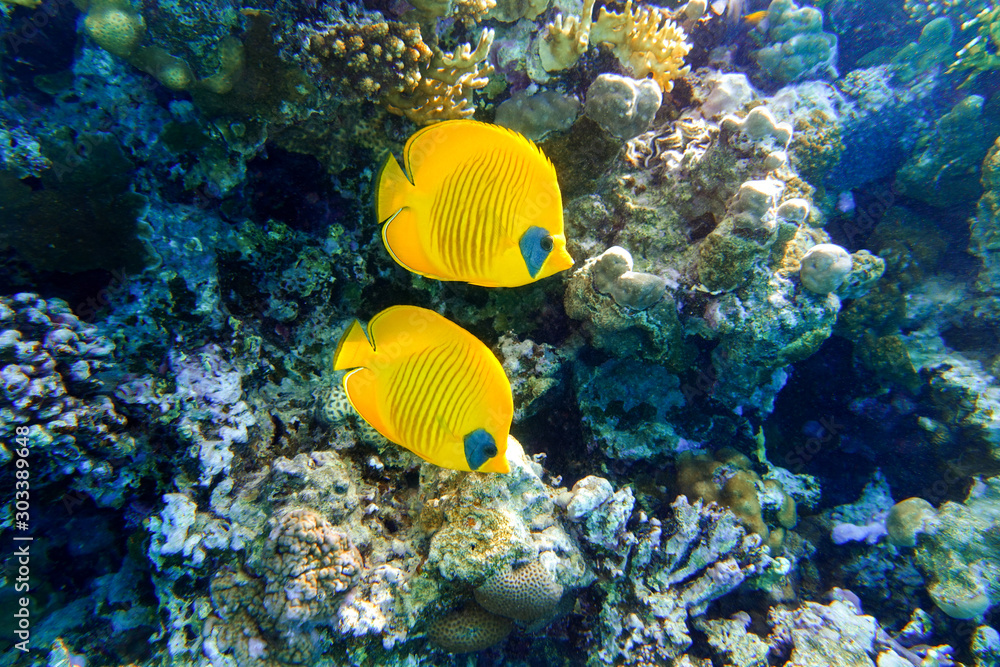 Masked Butterflyfish (Chaetodon semilarvatus) In The Ocean Near Coral Reef. Colorful Tropical Fishes With Black And Yellow Stripes In The Red Sea. Masked Butterflyfish (Chaetodon semilarvatus) In The Ocean Near Coral Reef. Colorful Tropical Fishes With Black And Yellow Stripes In The Red Sea.
