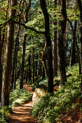 Pathway in the Palatinate forest (Pfälzerwald) with big rock at the side