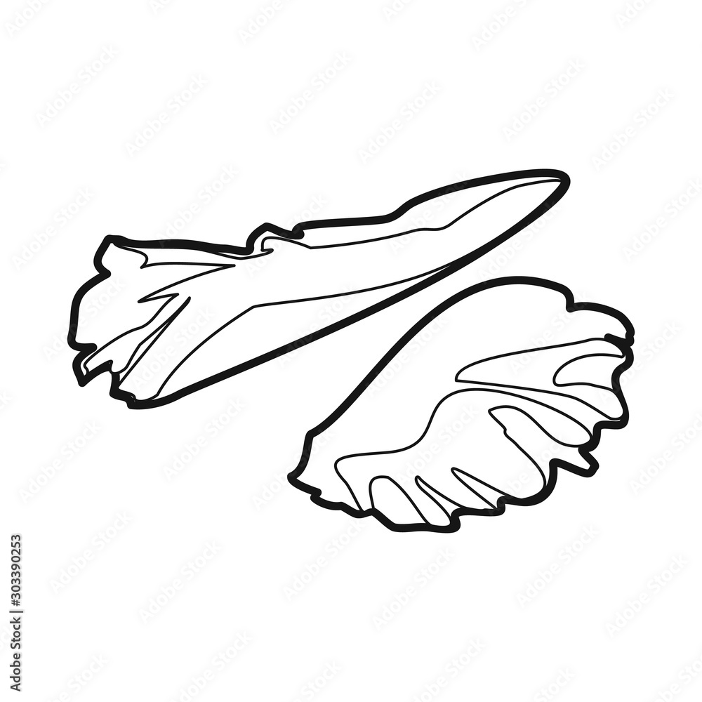 Vector design of lettuce and leaf icon. Graphic of lettuce and green stock vector illustration. Vector design of lettuce and leaf icon. Graphic of lettuce and green stock vector illustration.