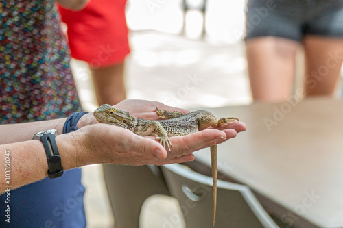 an Australian lizard sits trustfully on a human hand and can be stroked photo