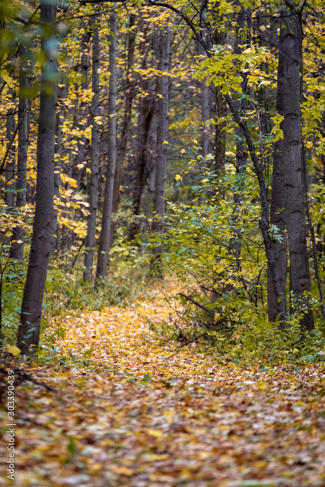 hiking trail through forest during the fall with leaves changing hiking trail through forest during the fall with leaves changing