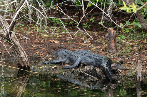 Alligator im Everglades Nationalpark