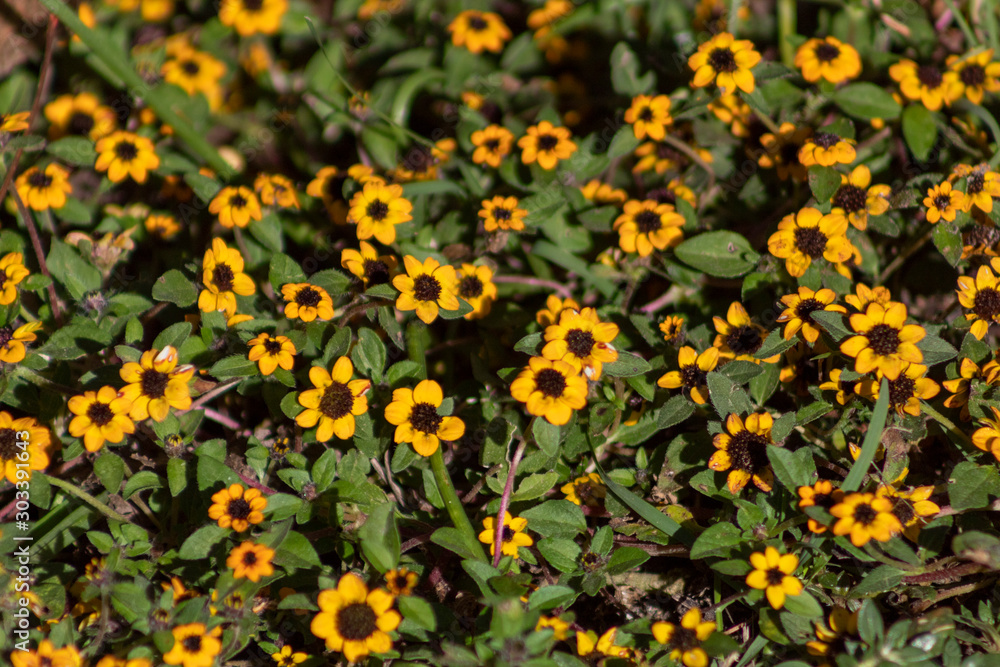 Flores amarillas Flores amarillas