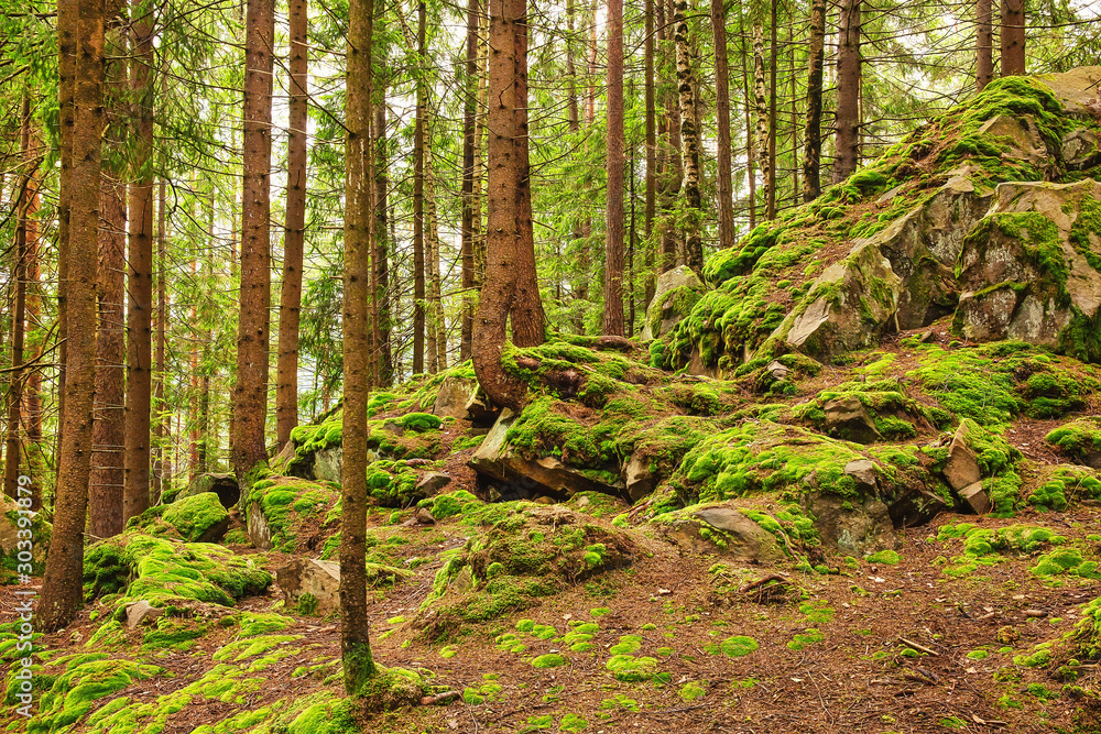 Path through the pine forest, natural outdoor background Path through the pine forest, natural outdoor background