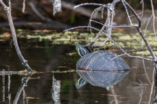 Schildkröte in Florida