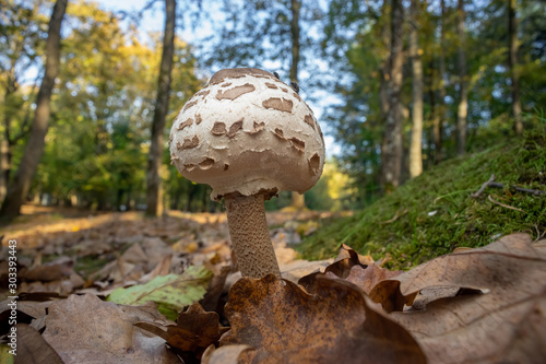 Parasol Mushroom (Macrolepiota Procera), Belgrad Forest floor. photo