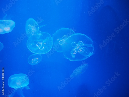 Oceanographic Aquarium Valencia Spain © Vibecke