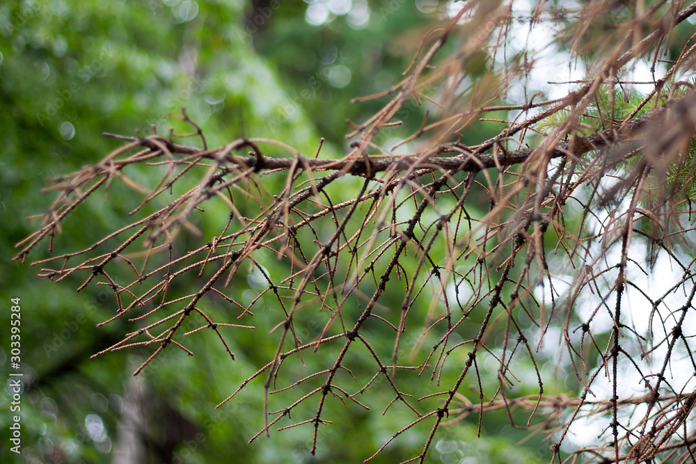 Branch spruce or pine dry without needles, showered old. Disease of coniferous deorev, fallen needles, dry branch of spruce or pine.