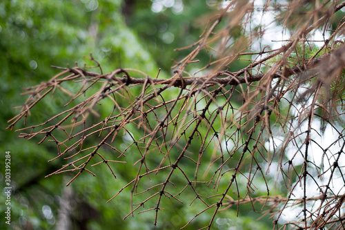 Branch spruce or pine dry without needles, showered old. Disease of coniferous deorev, fallen needles, dry branch of spruce or pine.