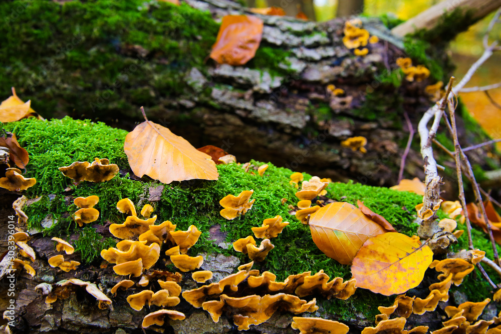 Εκτύπωση καμβά Autumn mood feelings: Tree trunk covered with moss, mushrooms and brown leaves i