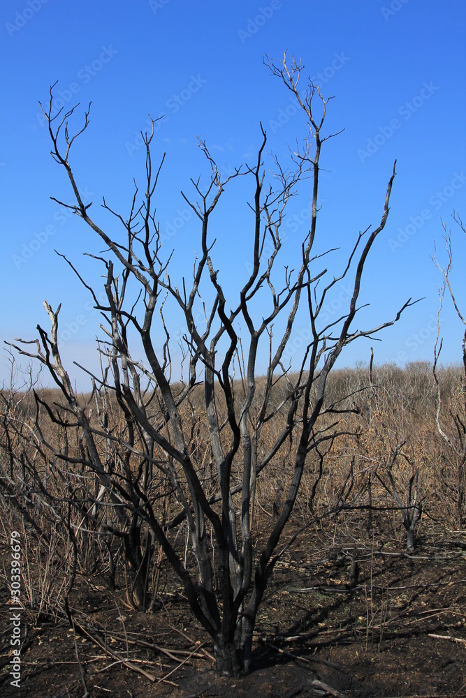 Trees after a fire. Trees after a fire.