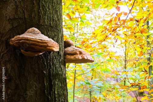 Foto Belted birch tree polypore (piptoporus betulinus formitopsis betulina) growing o
