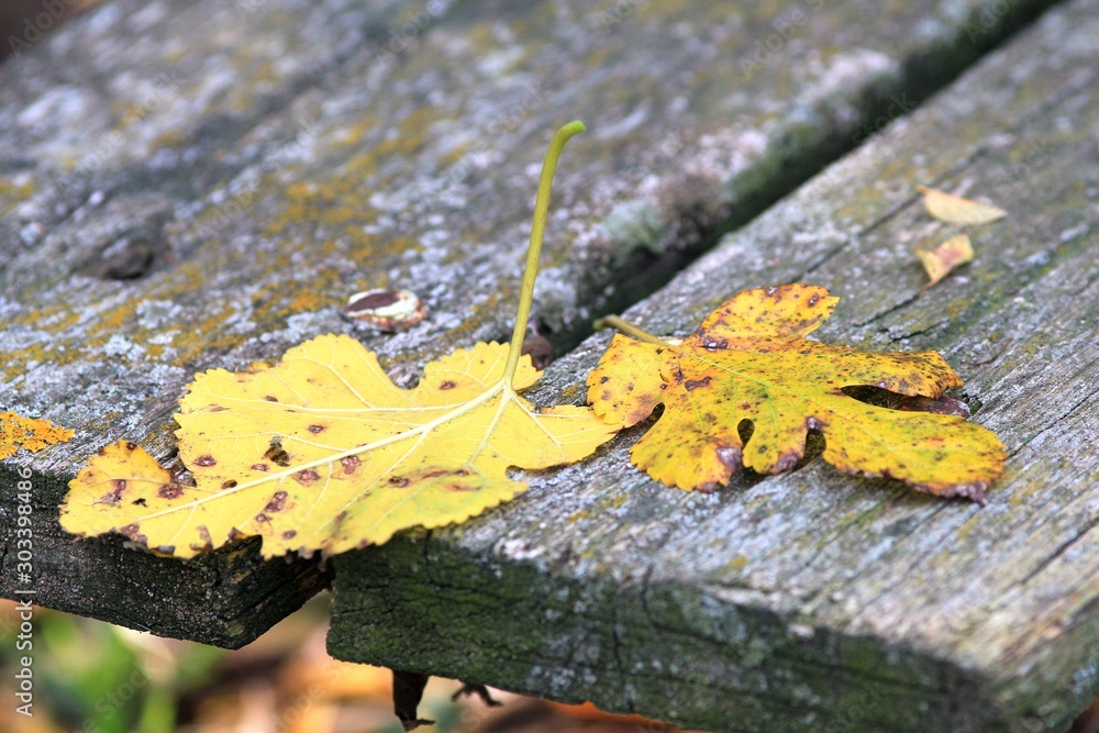 Fallen autumn leaves on a Park bench Fallen autumn leaves on a Park bench