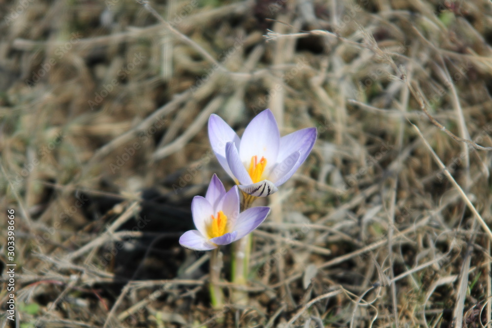 Spring crocus flower. Spring crocus flower.