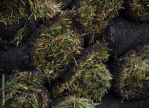 grass for a lawn in a roll