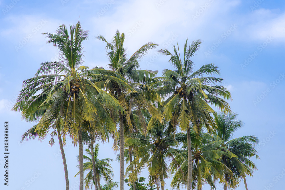 Coconut tree and sky background
