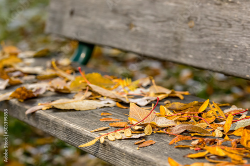 Bench in Autumn park covered with autumn leaves