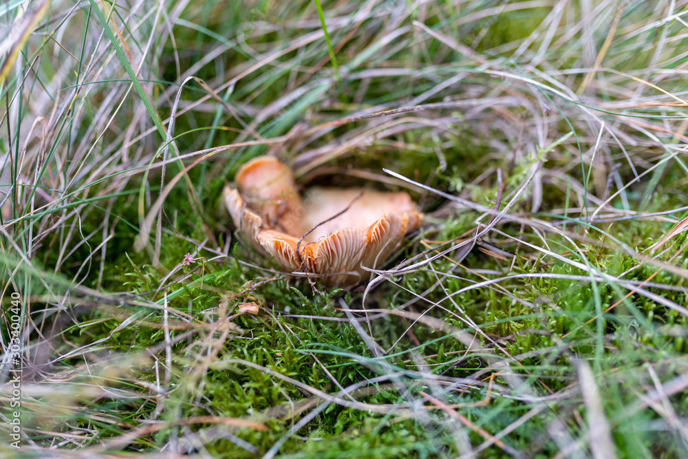 The mushroom hat dips in the grass. Saffron milk cup growing in the forest. The mushroom hat dips in the grass. Saffron milk cup growing in the forest.
