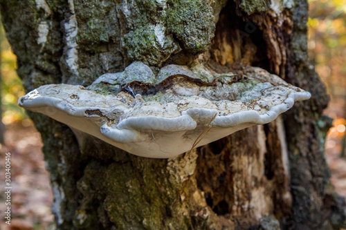 Colorful polypore growing on a tree	