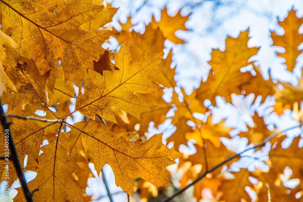 Oak tree leaves against the sky in autumn on a sunny day Oak tree leaves against the sky in autumn on a sunny day