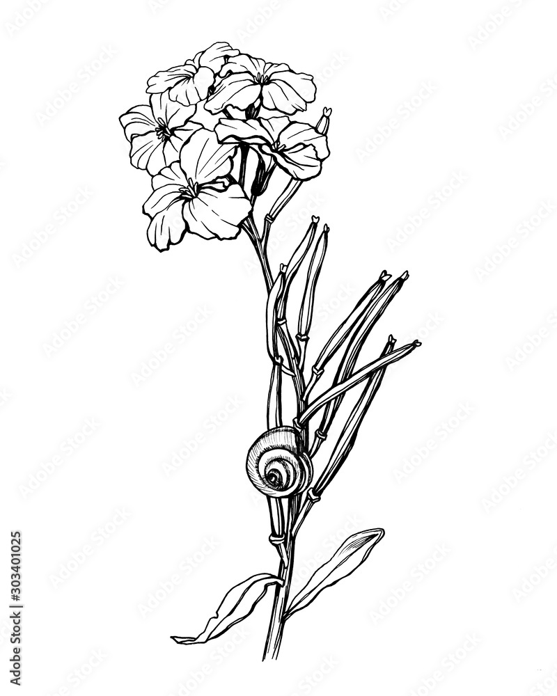 Φωτογραφία Snail creeping on a twig of Erysimum cheiri flower (also known as Cheiranthus cheiri, the wallflower)