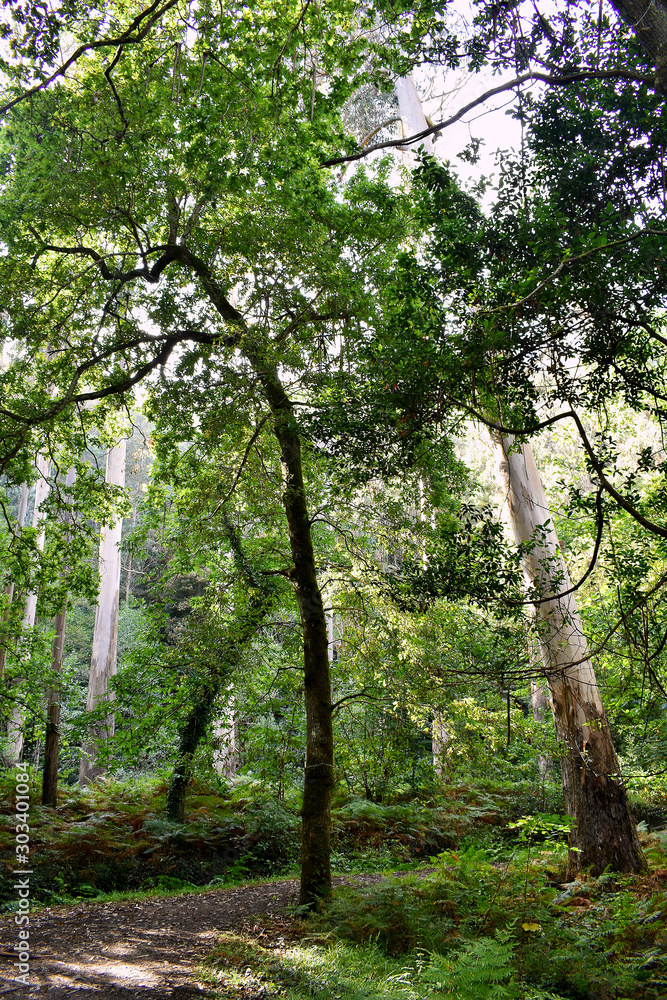 Souto da Retorta, also known as the Chavin eucalyptus, in Vivero, Galicia. Spain. Europe. Souto da Retorta, also known as the Chavin eucalyptus, in Vivero, Galicia. Spain. Europe.