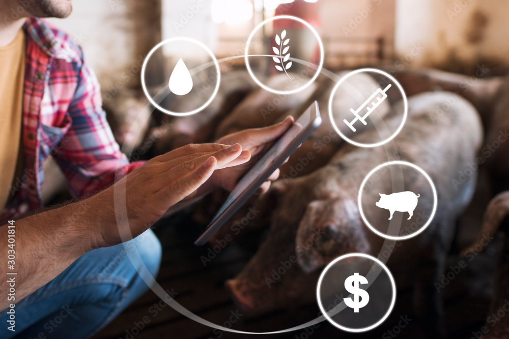 Smart farming with food, veterinary health care, domestic animals and money  concept. Close up view of farmers hands touching tablet display while  surrounded by pigs at pig farm. Stock Photo | Adobe