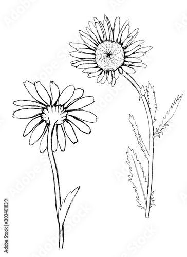 Chamomile flowers with a stem  black and white freehand drawing  silhouette