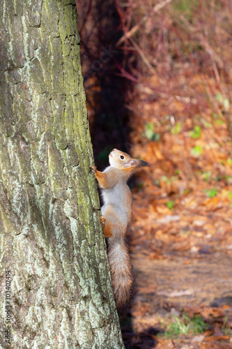 squirrel rises up the tree © akintevs