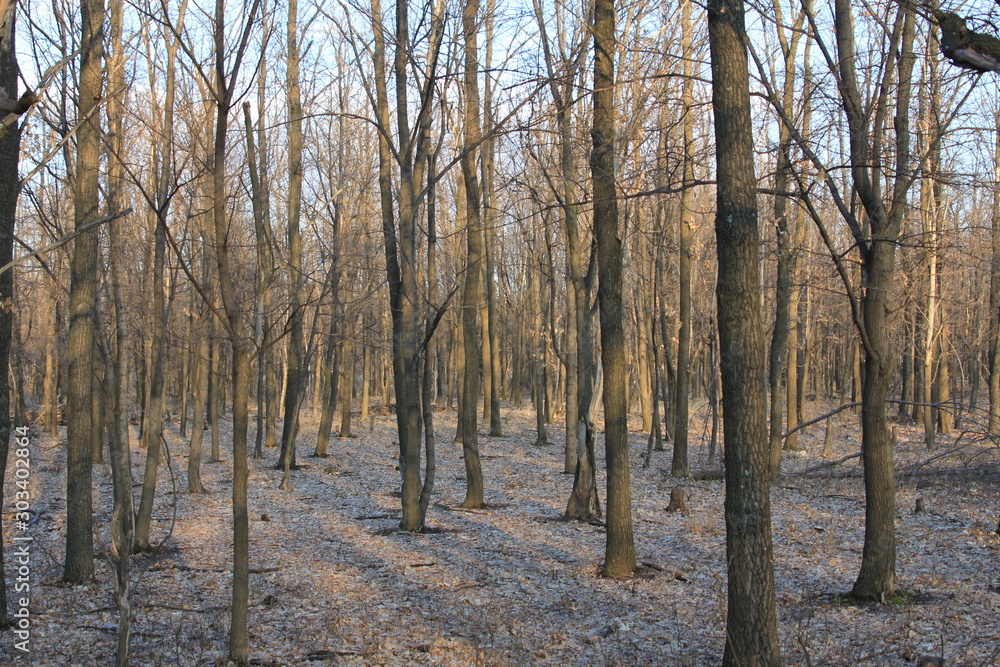 Winter forest. Winter forest.