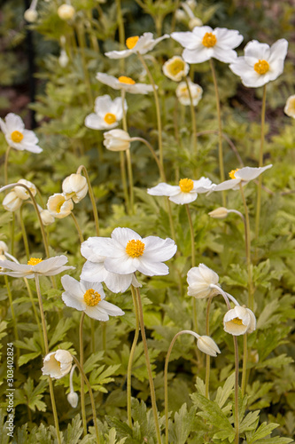 Primrose buttercup anemone wild, tender beautiful white flowers with a yellow middle