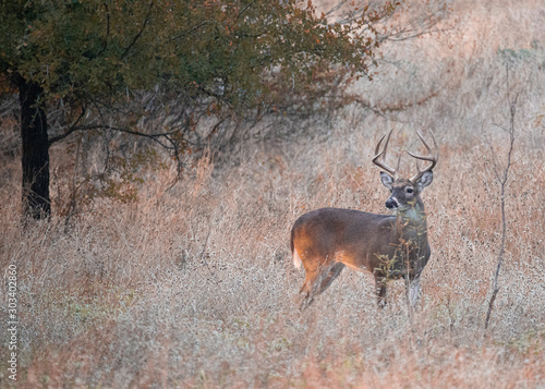 Sunrise Buck in the Brush photo