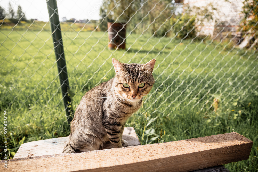Obraz premium The cat sits and looks at the camera on a background of grass in summer.